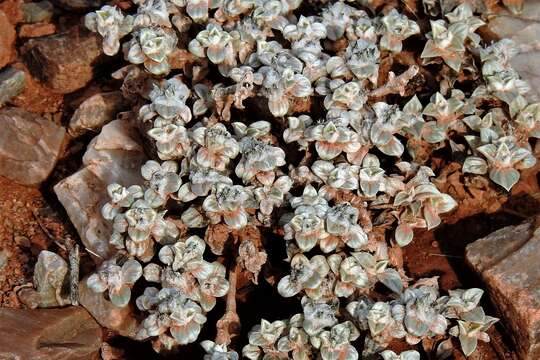 Image of Gomphrena colosacana A. T. Hunziker & R. Subils