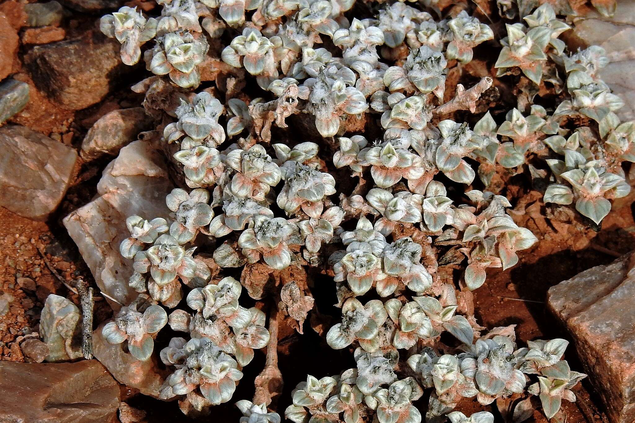 Image of Gomphrena colosacana var. andersonii A. T. Hunziker & R. Subils