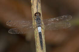 Imagem de Orchithemis pruinans (Selys 1878)