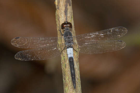 Imagem de Orchithemis pruinans (Selys 1878)