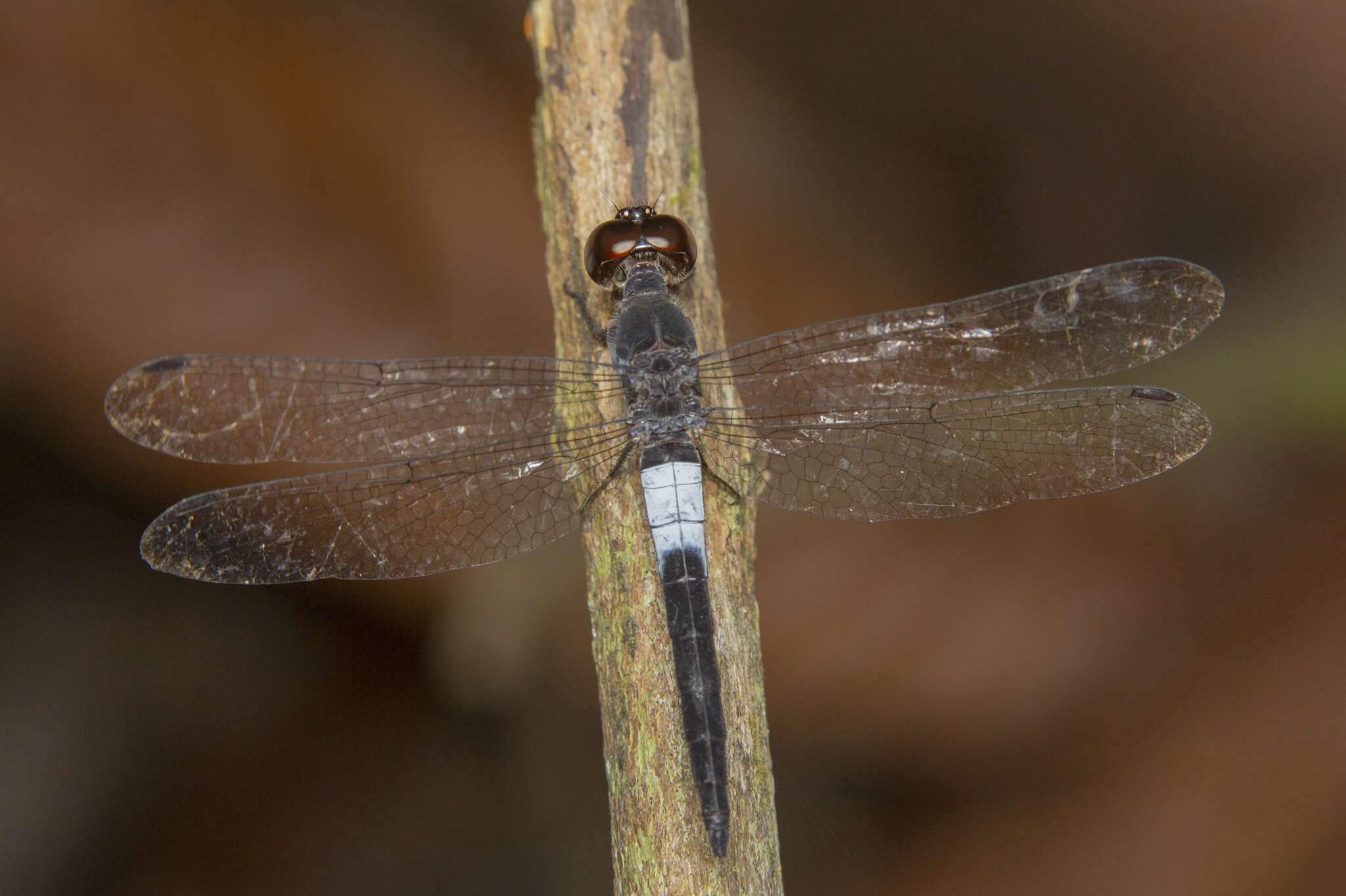 Image of Orchithemis pruinans (Selys 1878)