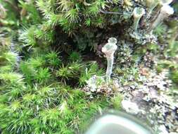 Image of Mealy Pixie-cup Lichen