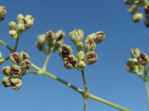 Imagem de Microbotryum major (J. Schröt.) G. Deml & Oberw. 1982