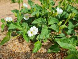 Image of Thunbergia neglecta Sond.