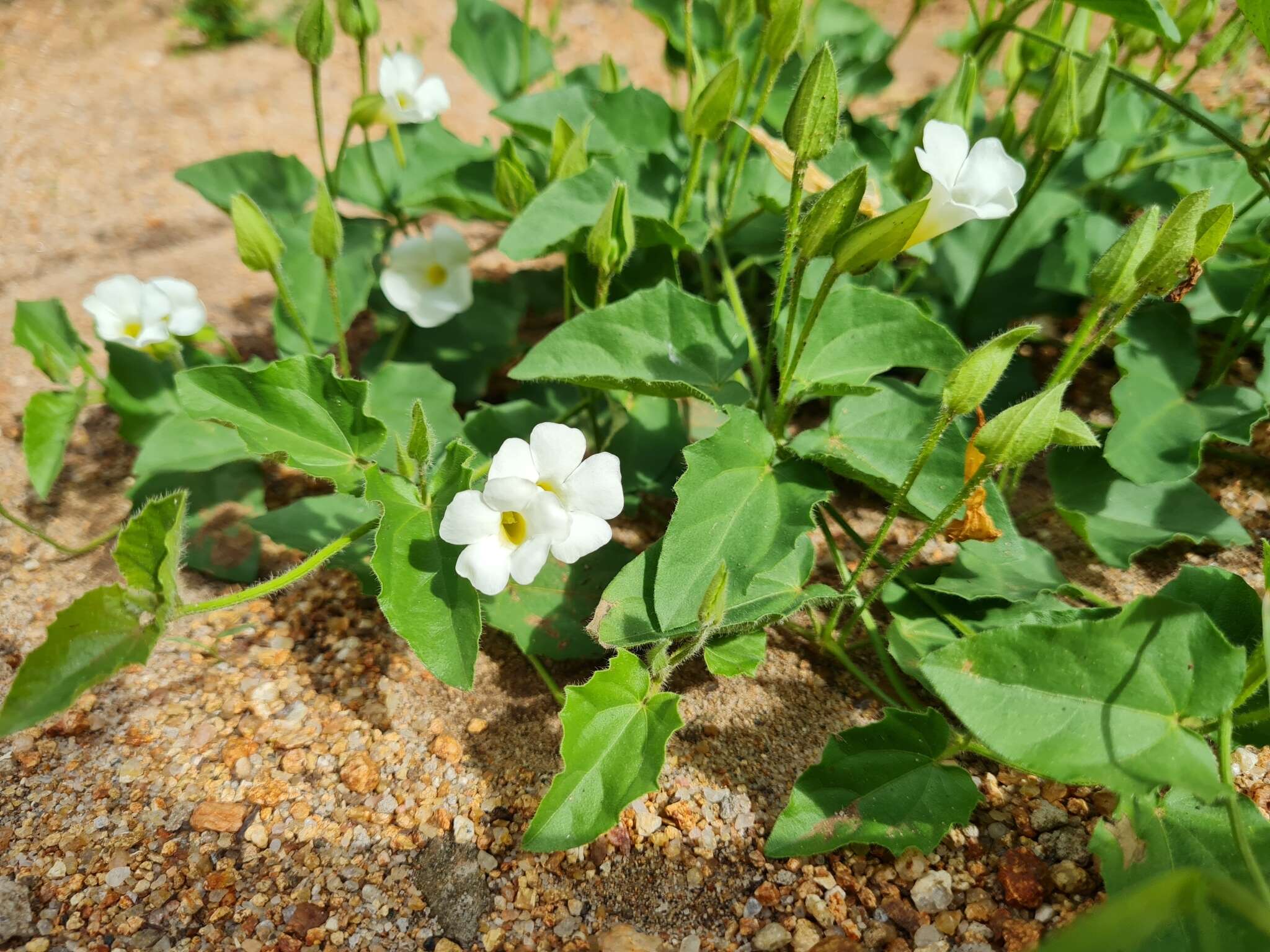 Image of Thunbergia neglecta Sond.