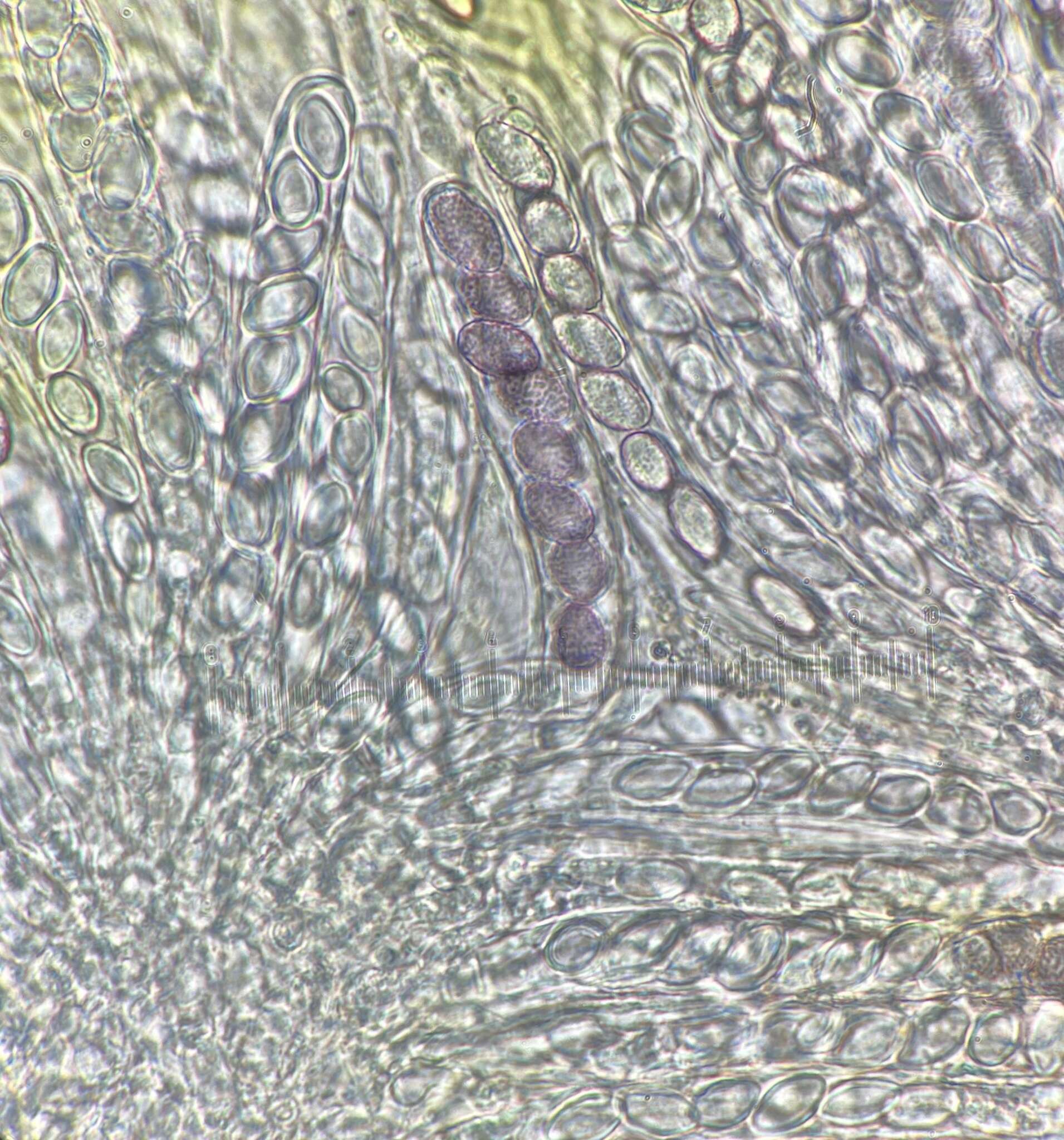 Image de Ascobolus lineolatus Brumm. 1967