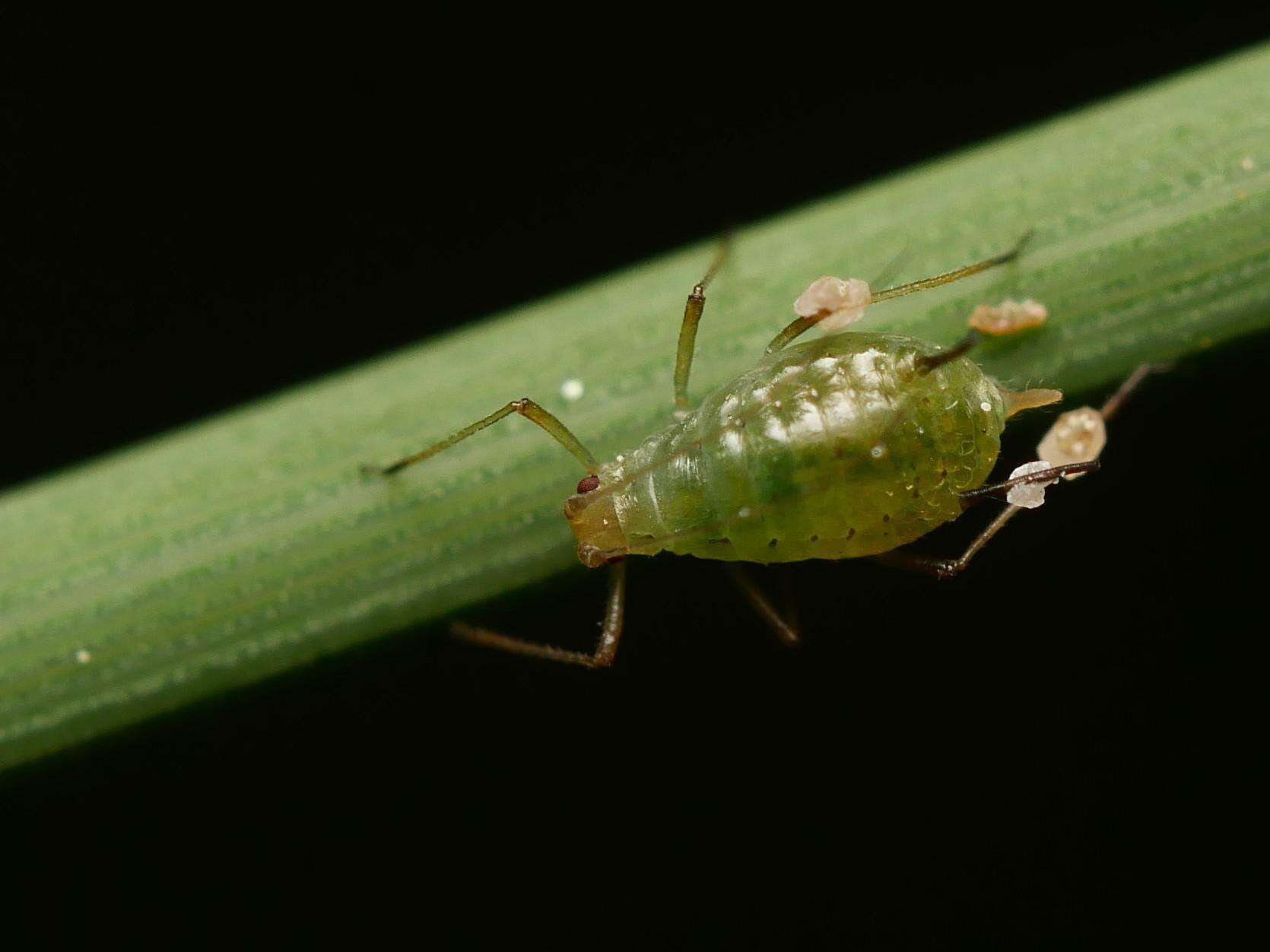 Image of Aphid