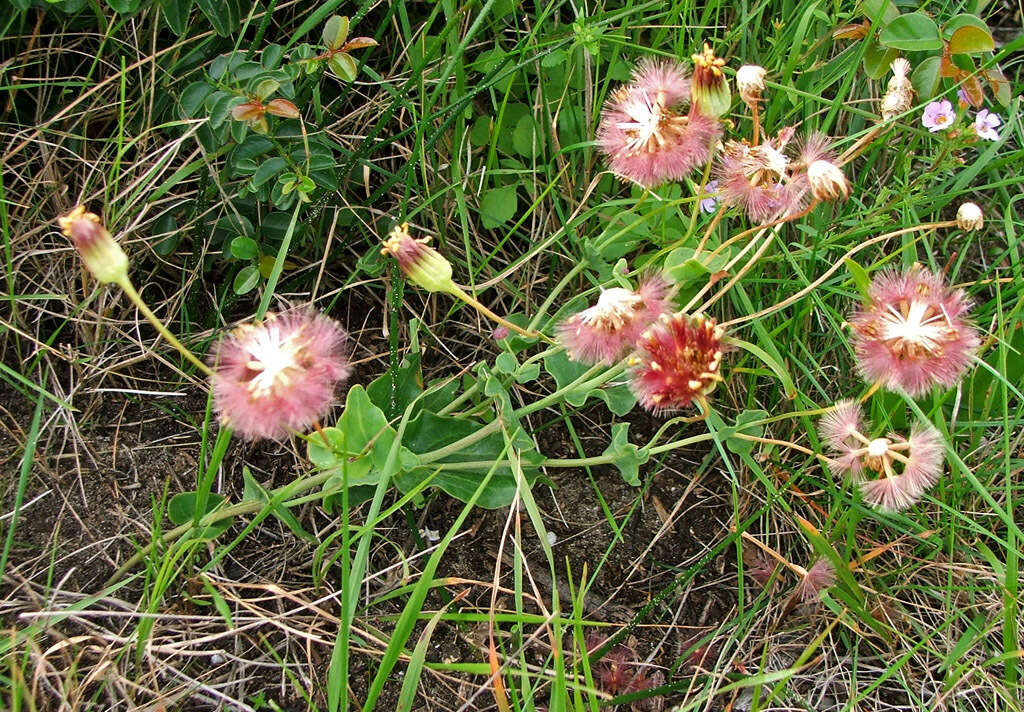 Image of Othonna rufibarbis Harv.