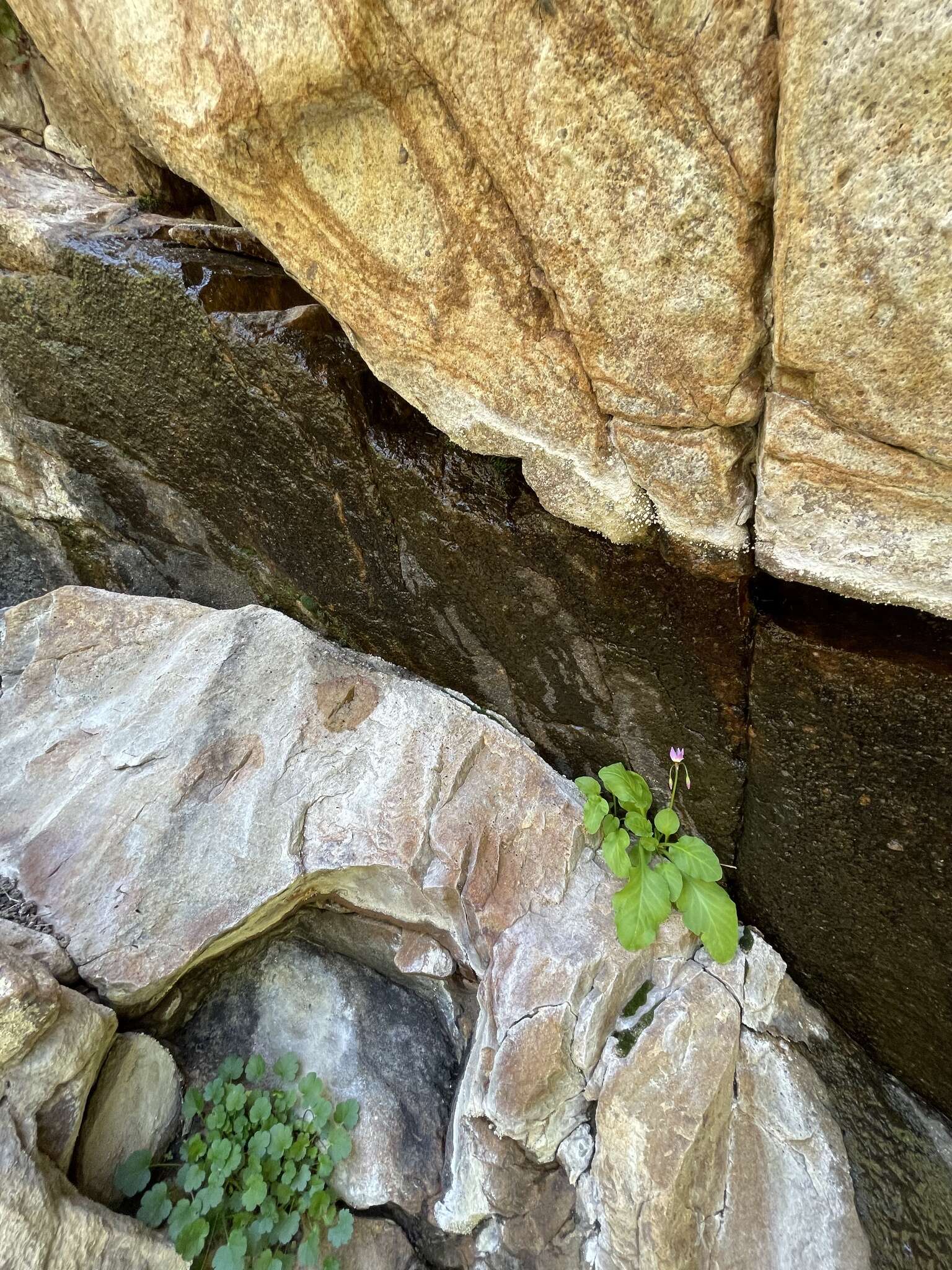 Plancia ëd Dodecatheon utahense (N. H. Holmgren) Reveal