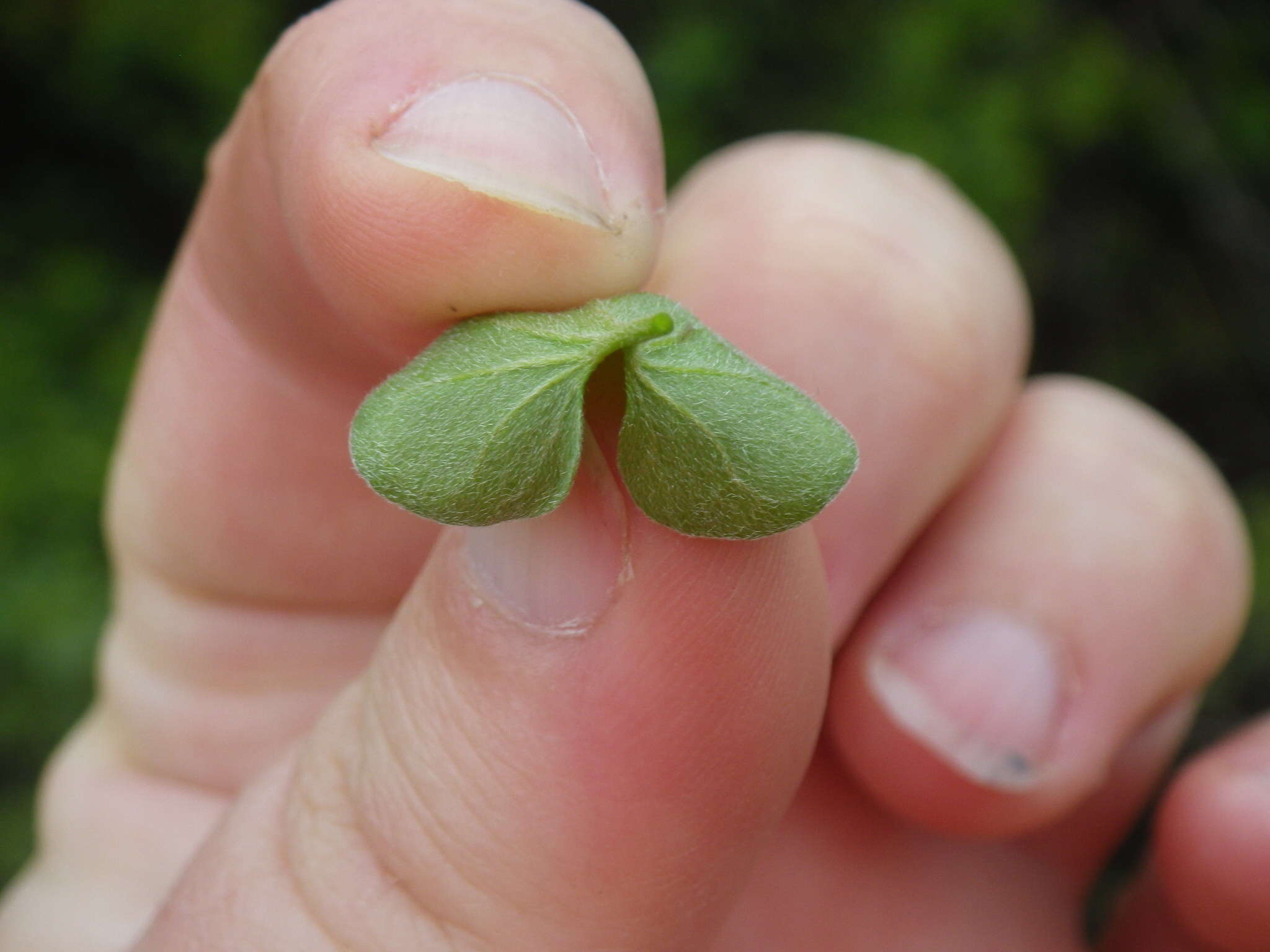 Dichondra donelliana Tharp & M. C. Johnston resmi