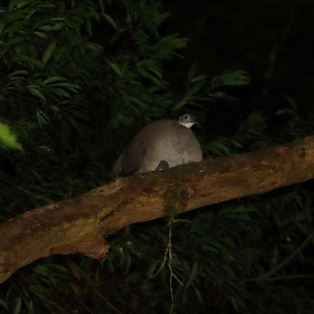 Image of Solitary Tinamou