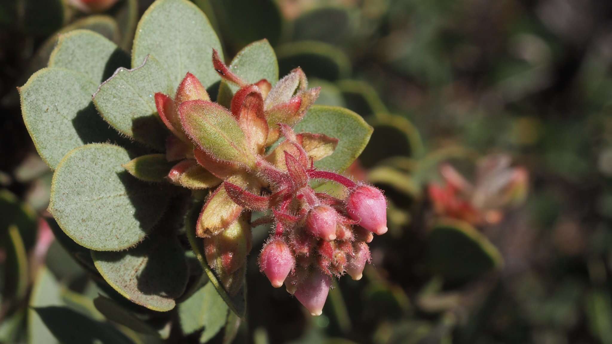 Image of pinkbracted manzanita