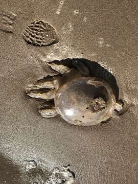 Image of barrel jellyfish