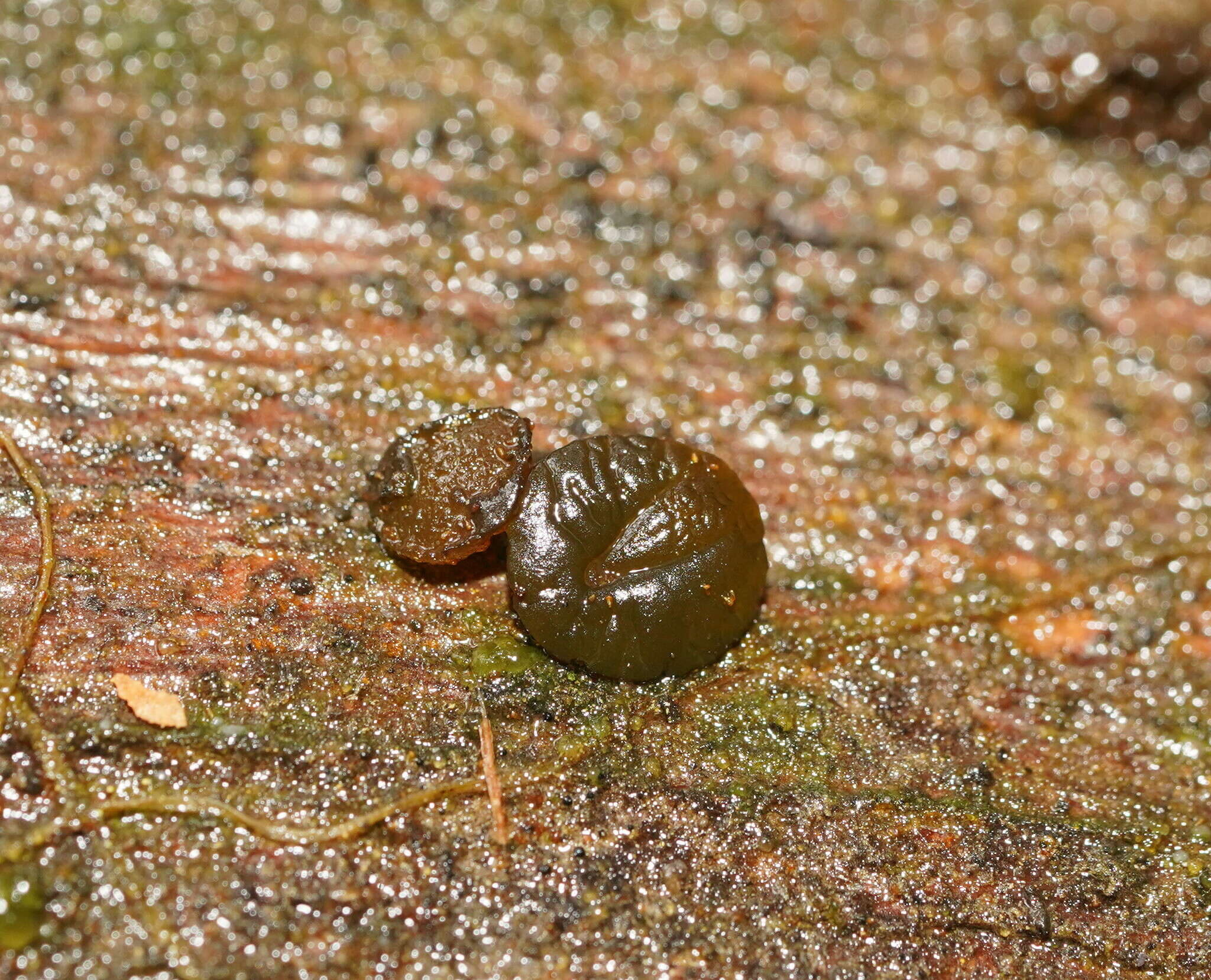 Image of Claussenomyces australis G. W. Beaton 1978