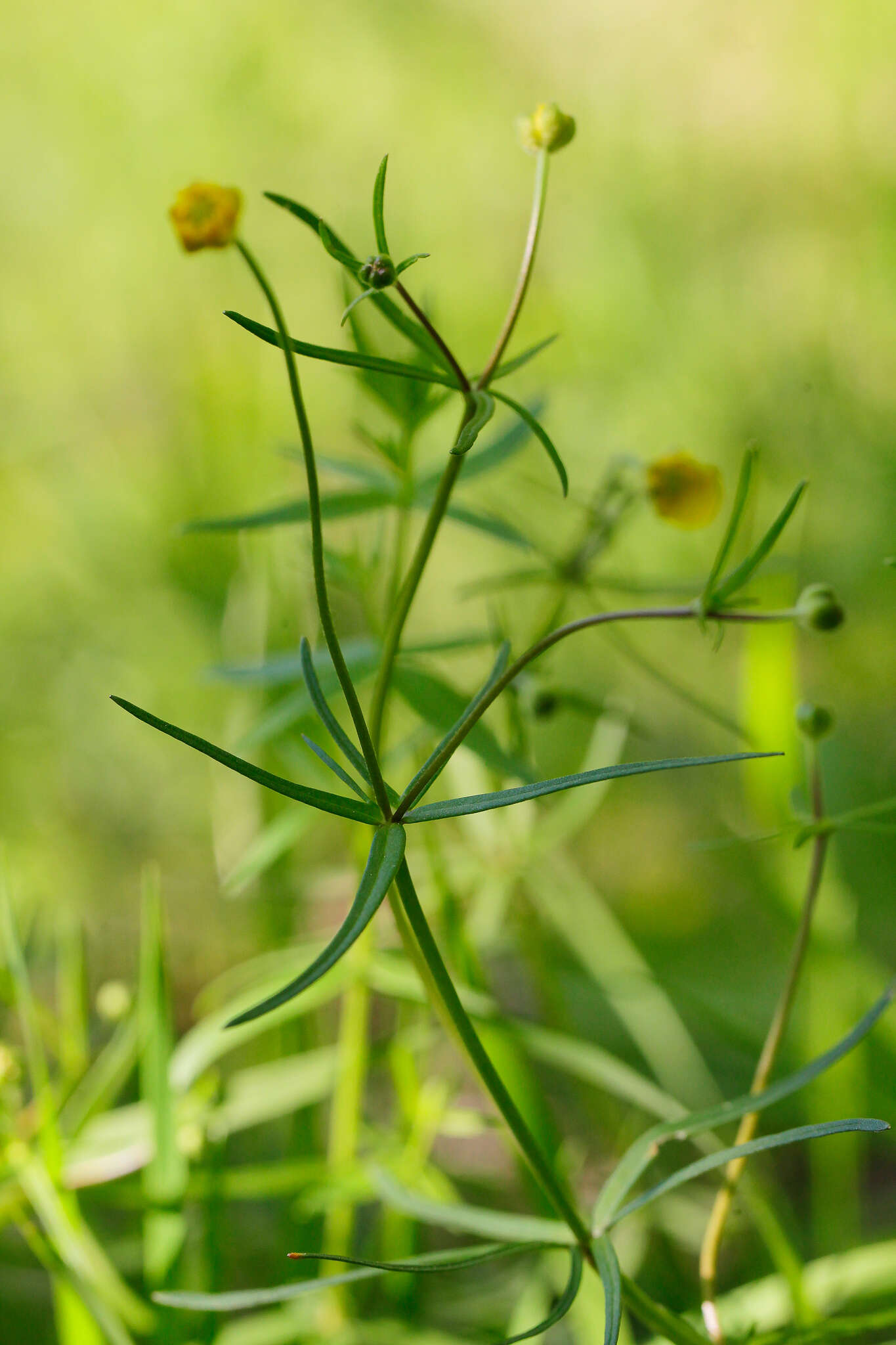 Image of Goldilocks Buttercup