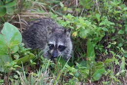 Image of Florida Raccoon