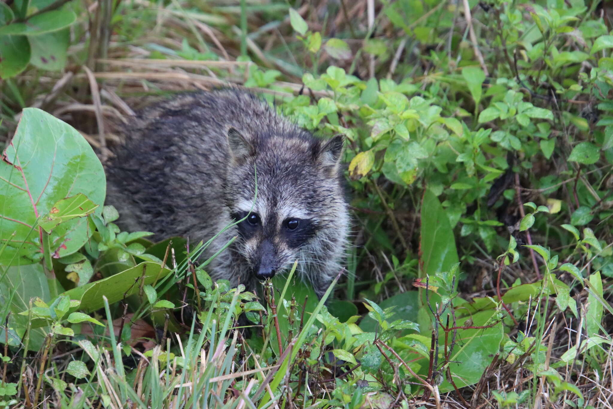 Image of Florida Raccoon