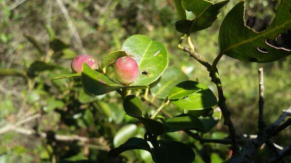 Image de Scutia myrtina (Burm. fil.) Kurz