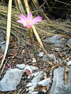 Image of Zephyranthes brevipes Standl.