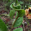 صورة Annona crotonifolia Mart.