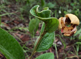 صورة Annona crotonifolia Mart.