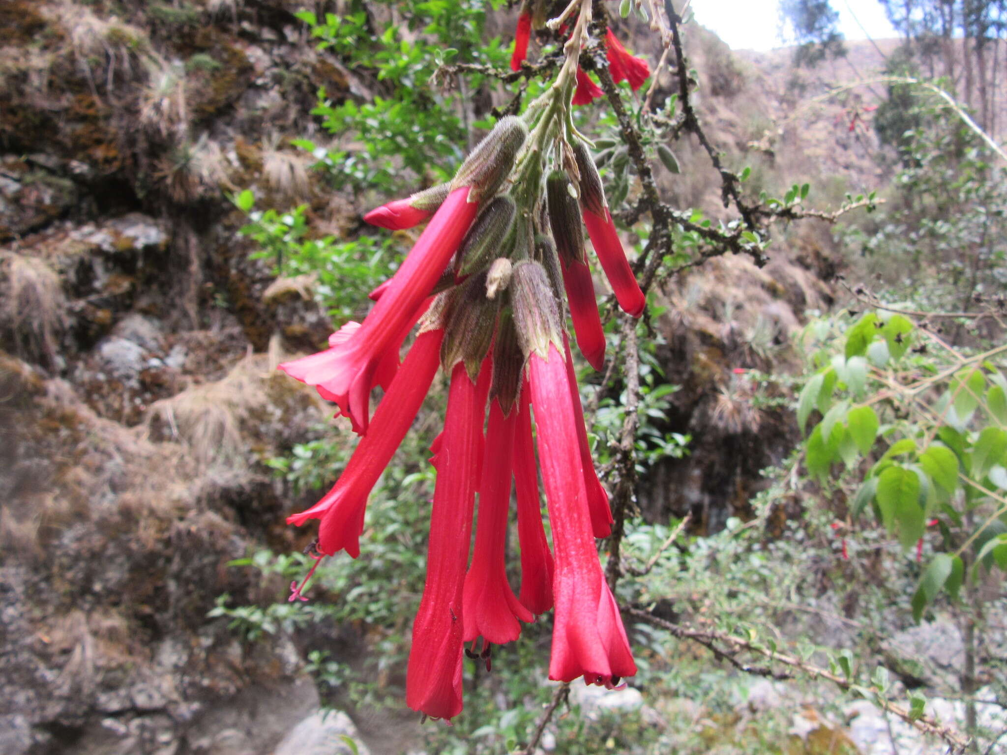 Plancia ëd Cantua buxifolia Jussieu ex Lamarck