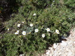 Image of Helianthemum violaceum (Cav.) Pers.