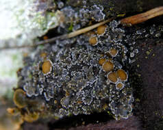 Image of Fuscopannaria leucostictoides (Ohlsson) P. M. Jørg.