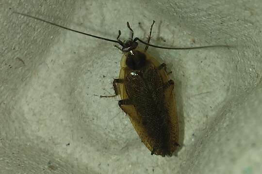 Image of dusky cockroach