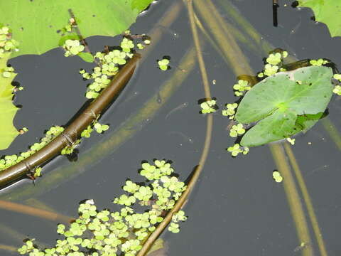 صورة Aplocheilus parvus (Sundara Raj 1916)