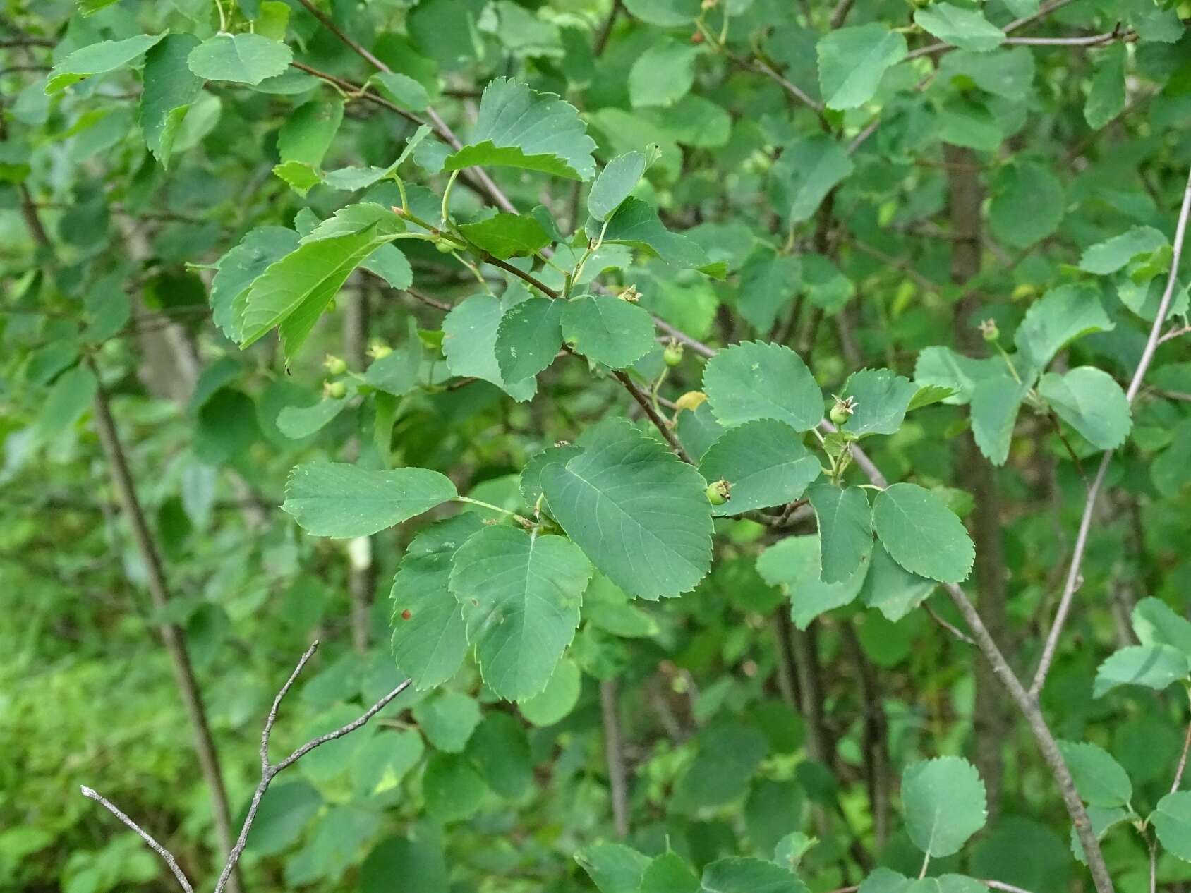 Image de Amelanchier humilis Wiegand