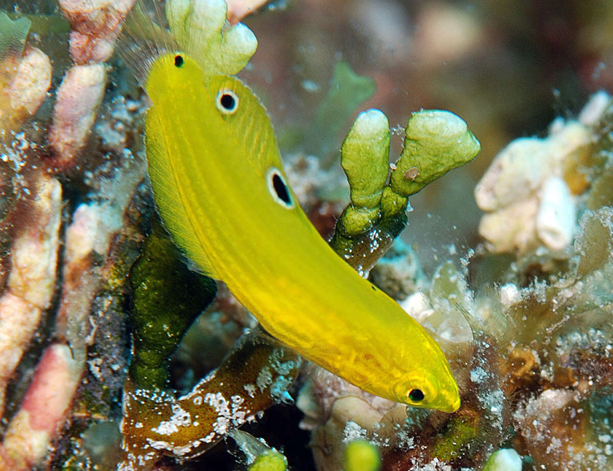 Image of Canary wrasse