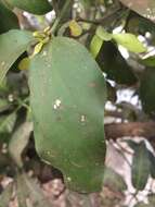 Image of Helicanthes elasticus (Desr.) Danser