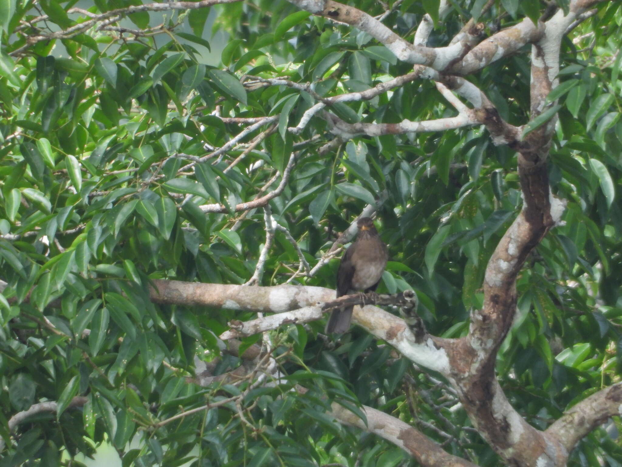 Image of Lawrence's Thrush