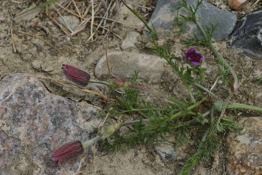 Image of Pulsatilla bungeana C. A. Mey. ex Ledeb.