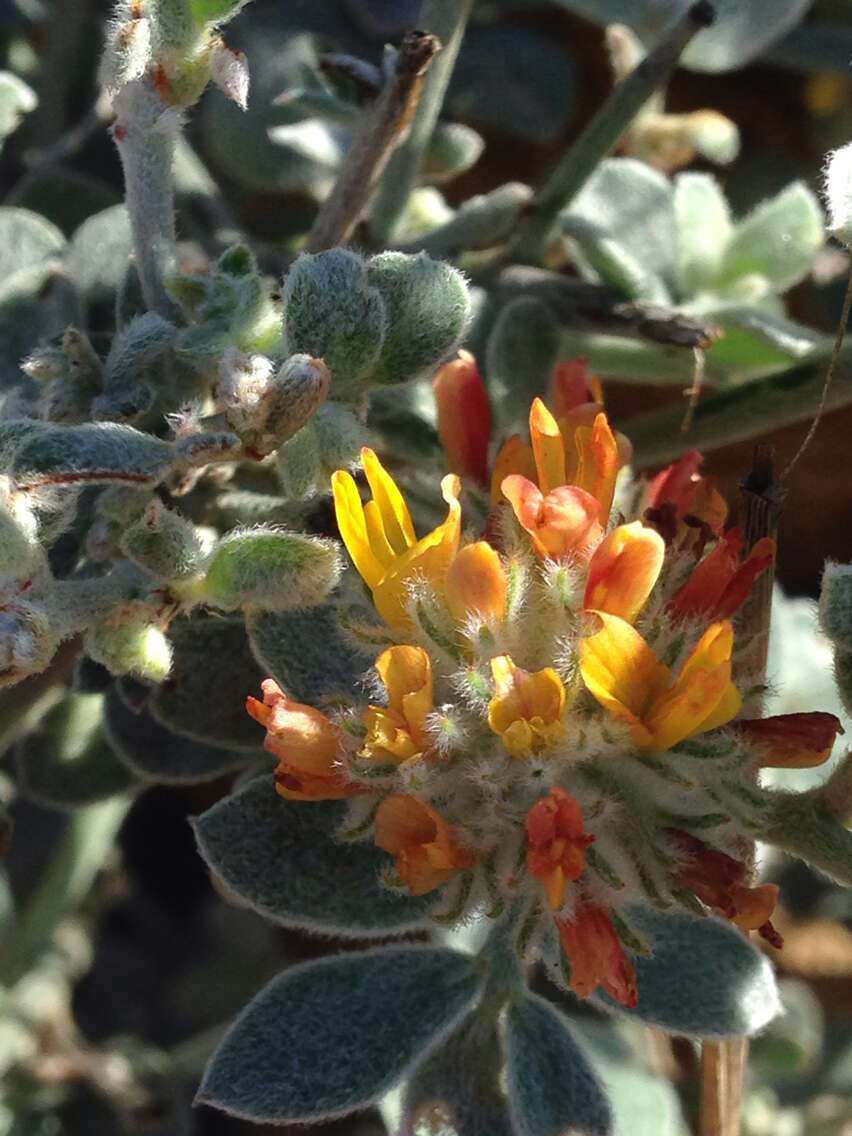 Image of <i>Acmispon argophyllus</i> var. <i>argenteus</i>