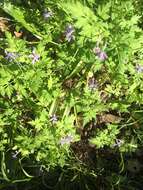 Image of Delphinium anthriscifolium Hance