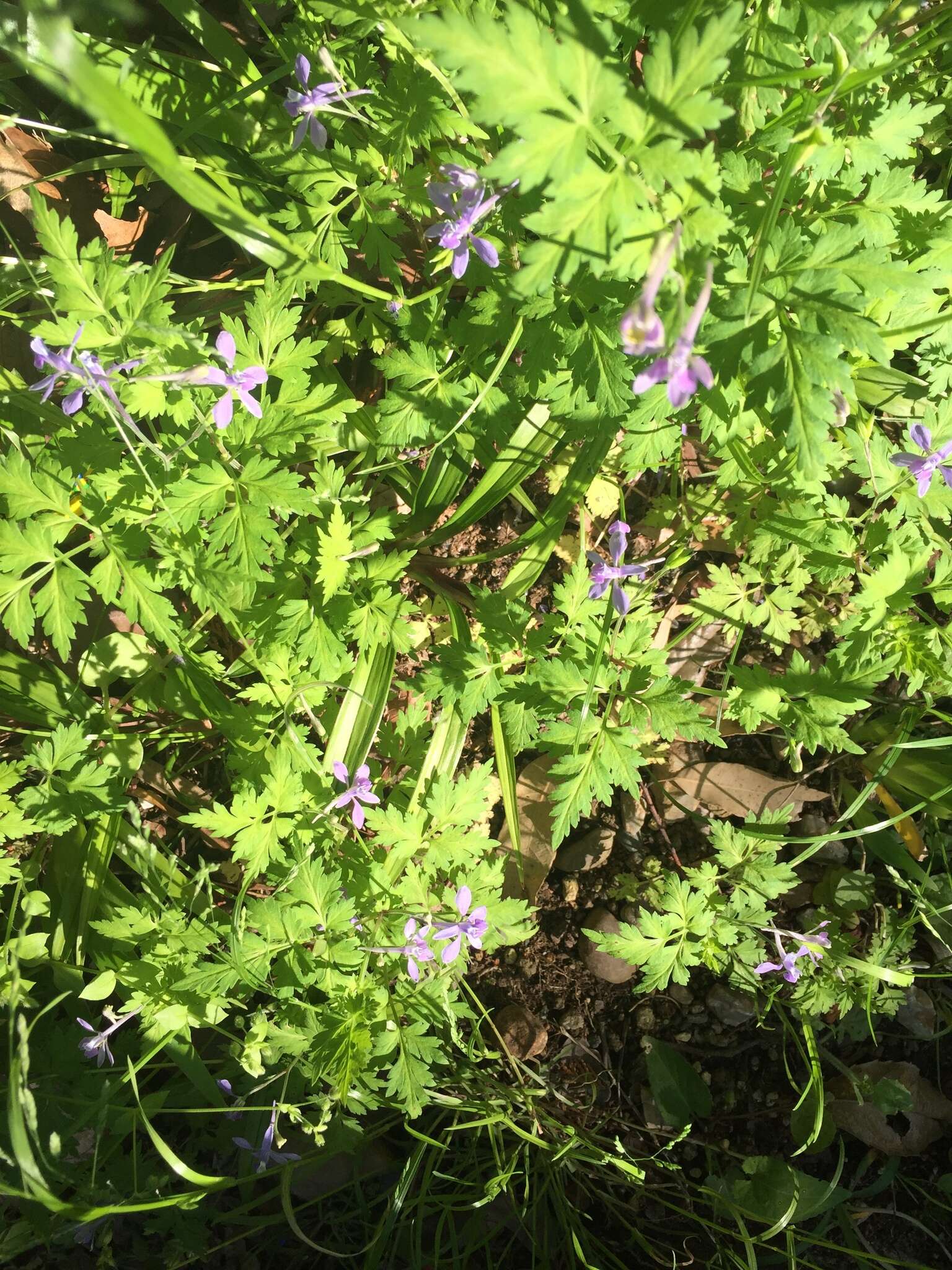 Image of Delphinium anthriscifolium Hance