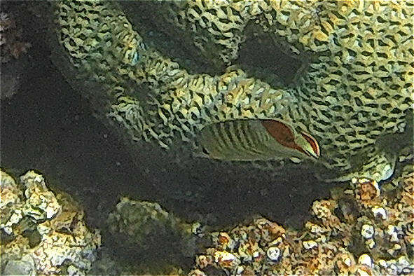 Image of Crown Butterflyfish