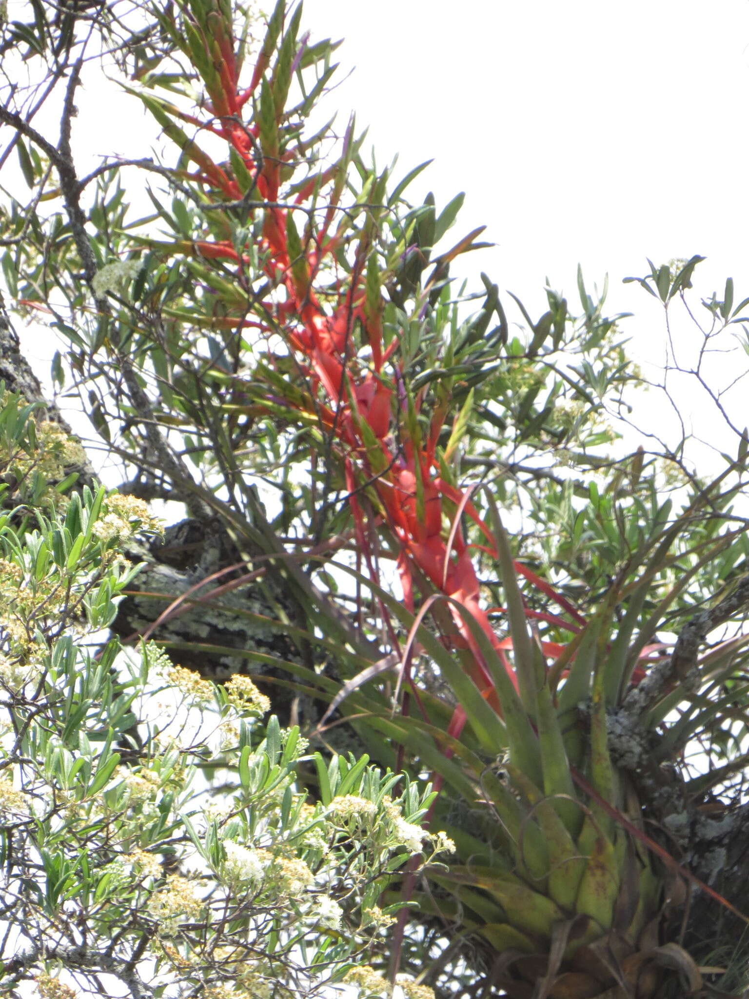 Image de Tillandsia calothyrsus Mez