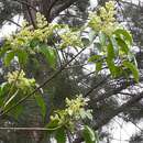 Balfourodendron riedelianum (Engl.) Engl.的圖片