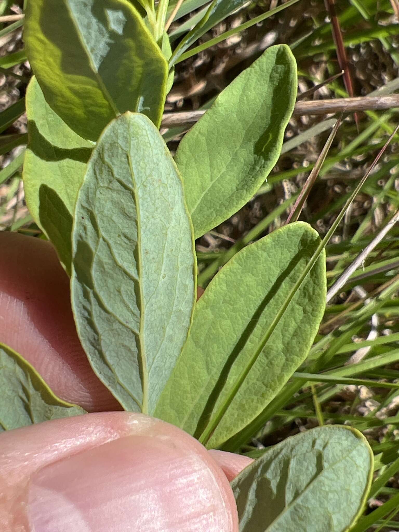 Image of bastard toadflax