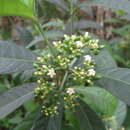 Image of shortleaf wild coffee