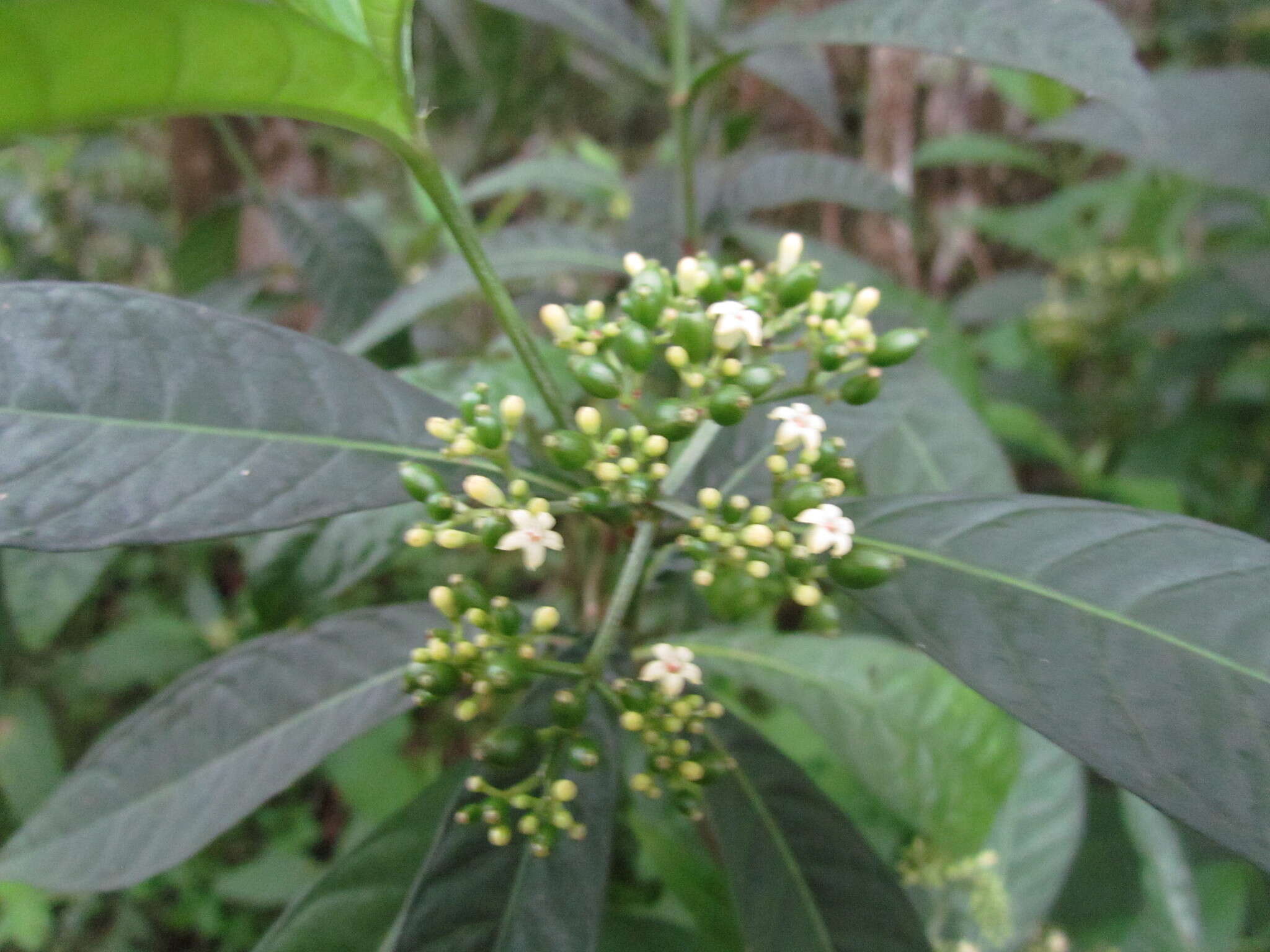 Image of shortleaf wild coffee