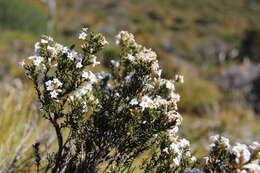 Plancia ëd Epacris serpyllifolia R. Br.