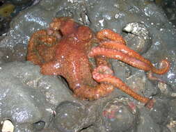 Image of East Pacific red octopus