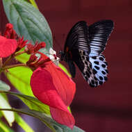 Image of Blue Mormon