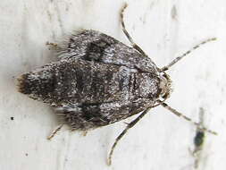 Image of northern winter moth