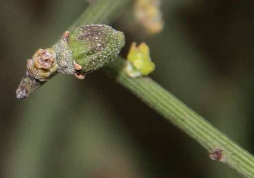 Image of Jointed Cherry