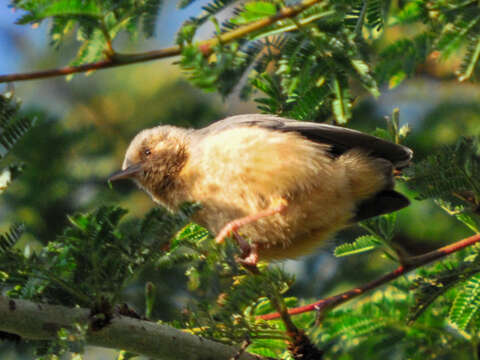 Image of Red-faced Crombec